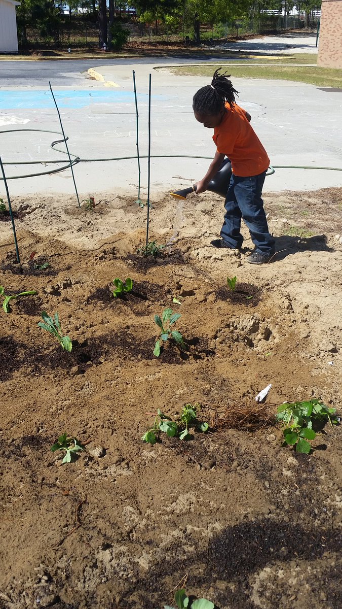 ConderGreenStep's tweet photo. Special thanks to Bonnie Plants for donating plants for our school garden! Growing young minds #EarthDay2018 #CommunityGarden @ConderStars @PaulaChina1 @SellersFelicia @PalmettoPride @RichlandSWCD https://t.co/bIdmvOXLk5