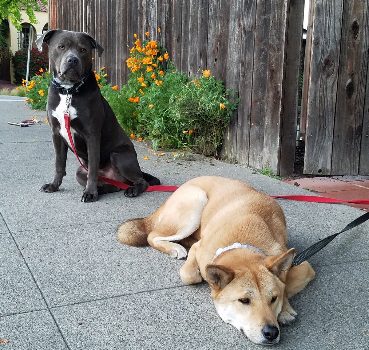 Motown music in the background, #hefeweizen in the hand, I'm decompressing with the boys the many thought-provoking convos I had with folks at #CityCampOak today. Thanks for your hard work <a href="/CityCampOak/">CityCampOakland</a> <a href="/OpenOakland/">OpenOakland</a>, especially the many volunteers who made the event happen!