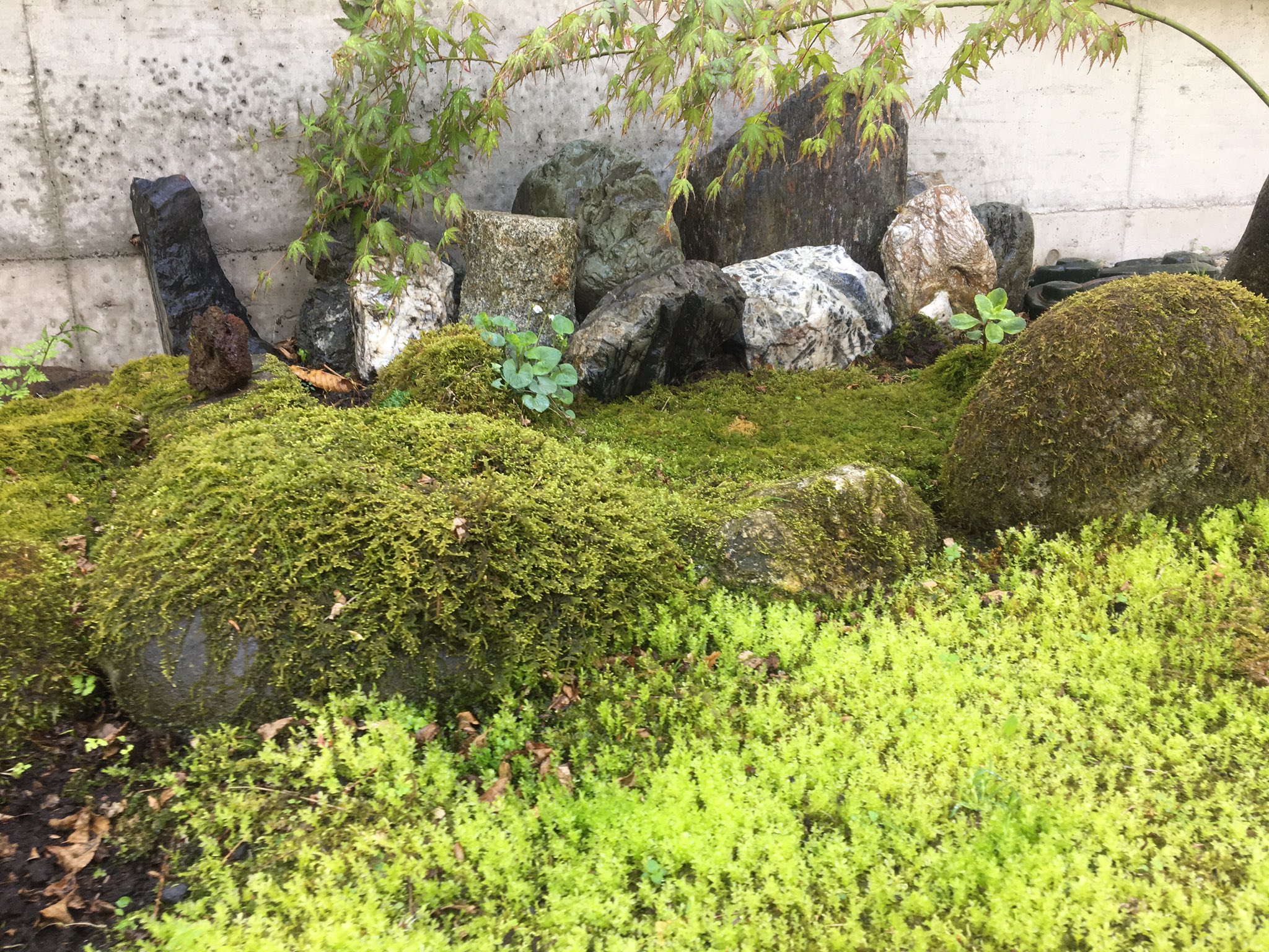 Uzivatel たーちゅー Na Twitteru 今日は朝から雑草取り 我が家の裏の苔庭 もっと綺麗に出来ないかなぁ 苔 こけ コケ 苔庭 苔庭園 コケリウム コケテラリウム 庭 庭づくり 庭作り Moss Mossy Garden Mygarden Green T Co Gtpyp2tevh