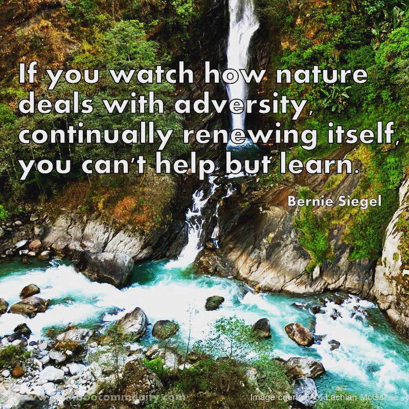 bamboo_tweet's tweet photo. Where in nature do you find examples of it dealing with adversity? How can we renew ourselves? #bamboocommunity #quoteoftheweek #berniesiegel #quote #nature #renewal #meditation #mindfulness #reflection https://t.co/JLD1jnQXcH