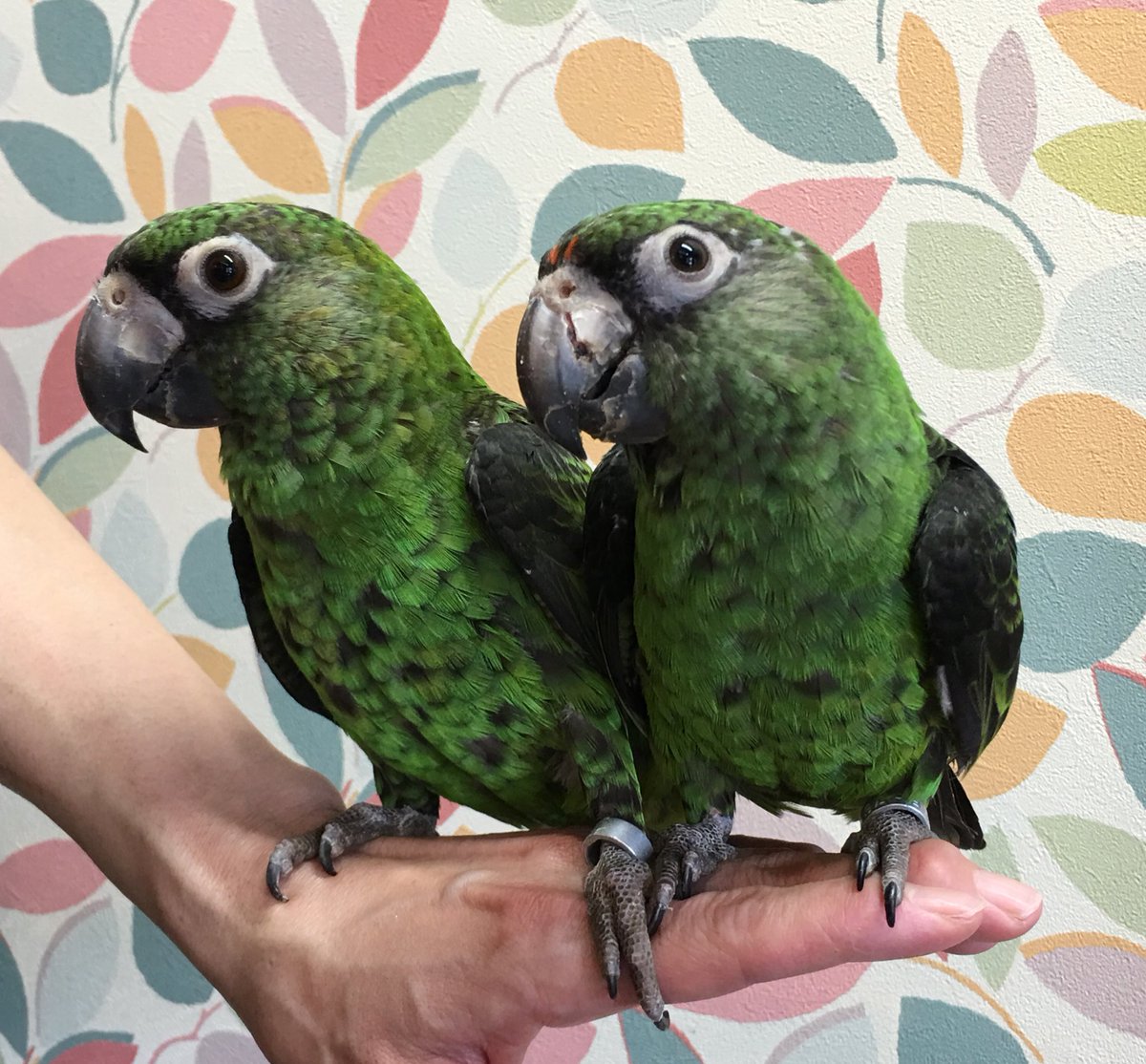 アカ ハネ ナガ インコ ズ インコ オウム