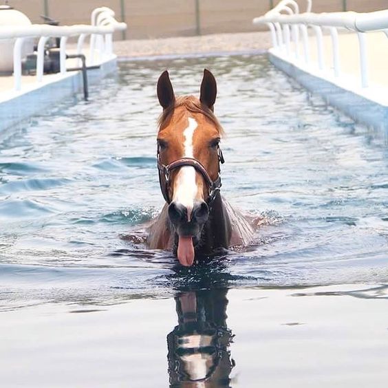 His tongue is dragging a bit. #horses #horseimages #horsepictures