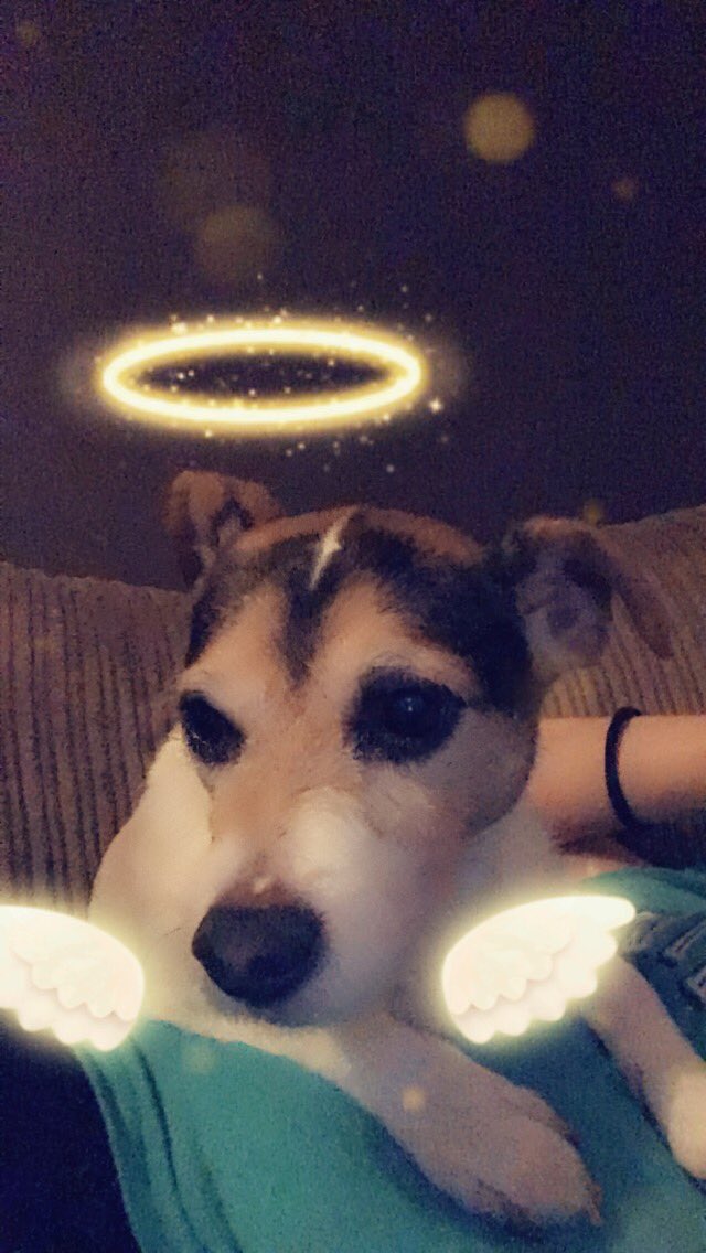 emilyagallagher's tweet photo. My fur baby just before the halo slipped and strangled the bugger #chewstuff #annoymum 😂😂 https://t.co/sI5poZ3e5r
