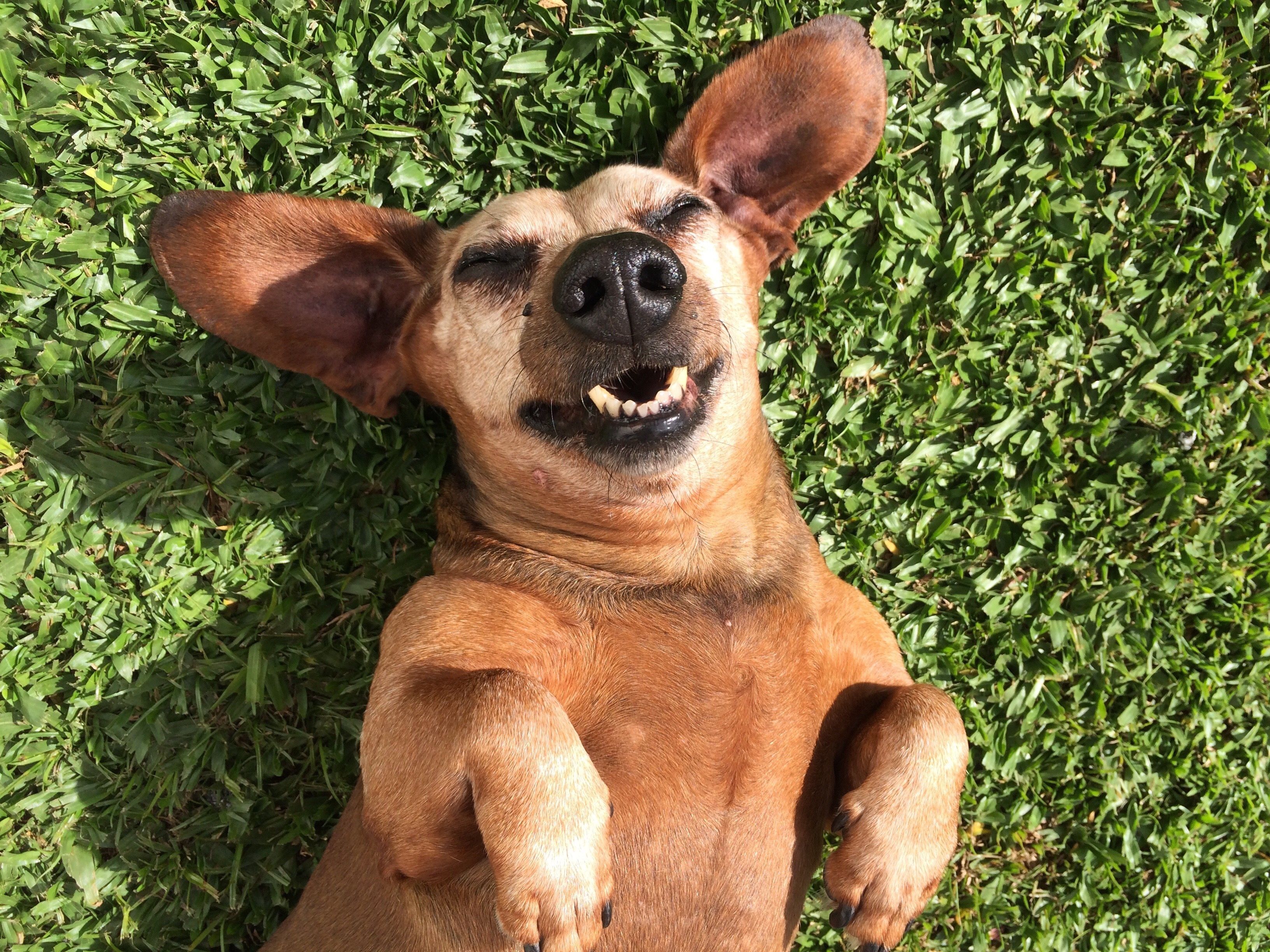 Dogmemesarethebest Twitter Search Twitter