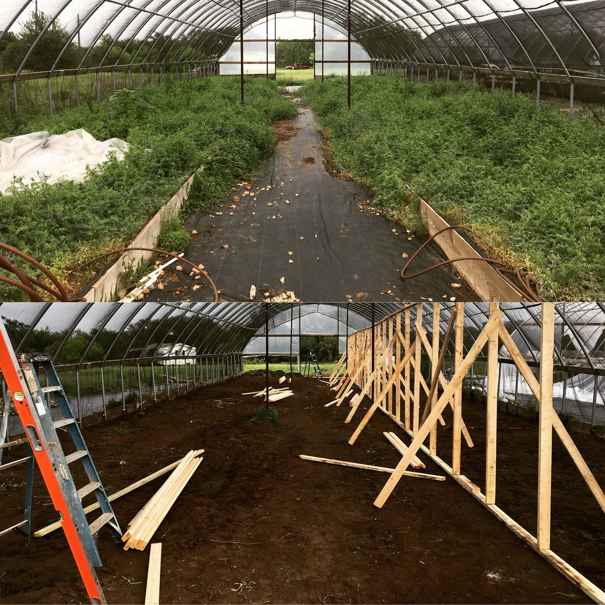 WestfoldFarm's tweet photo. Day 1 of greenhouse to breeder barn conversion. Removed raised beds and started framing one side for breeder coops. Long days at the farm are exhausting and incredibly rewarding. Many more to come!

#farmlife #hardwork #chicken #chickencoop #heritagechickens #teamwork #dreamlife https://t.co/0johux0d72