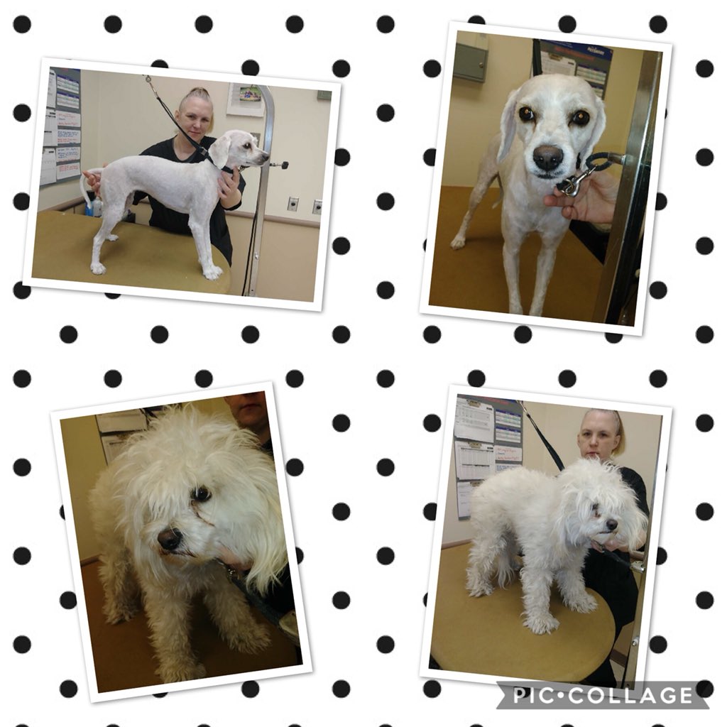 Tiffany had a makeover puppy 😊 #Northeastgrooming #1481 #sepa category extreme makeover groomer Tiffany <a href="/mary_datsepa1/">Mary DAT SE PA/C PA</a> <a href="/allen_webb/">Webb Allen</a> <a href="/Monicalovespets/">PetSmartNortheast</a> <a href="/ssklr11/">Kristie Reisenweaver</a>