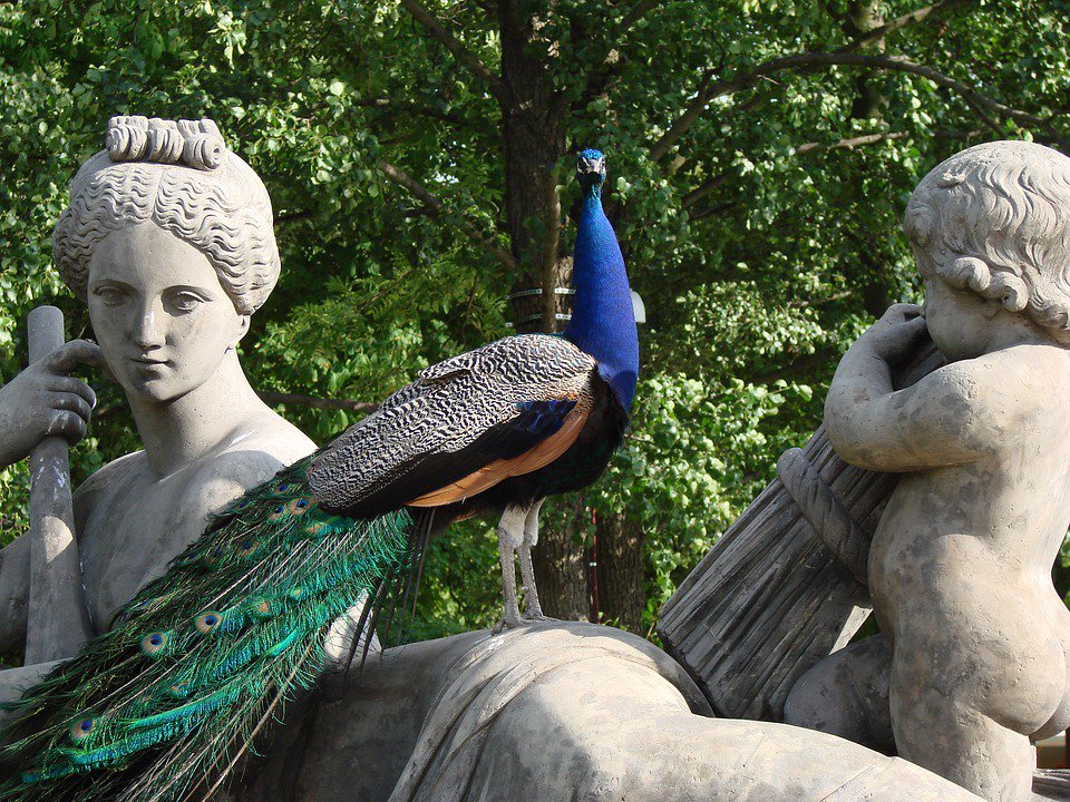 _classics_life_'s tweet photo. Peacock. #Ornithology #Peacock #Bird https://t.co/OSMPpORCcP