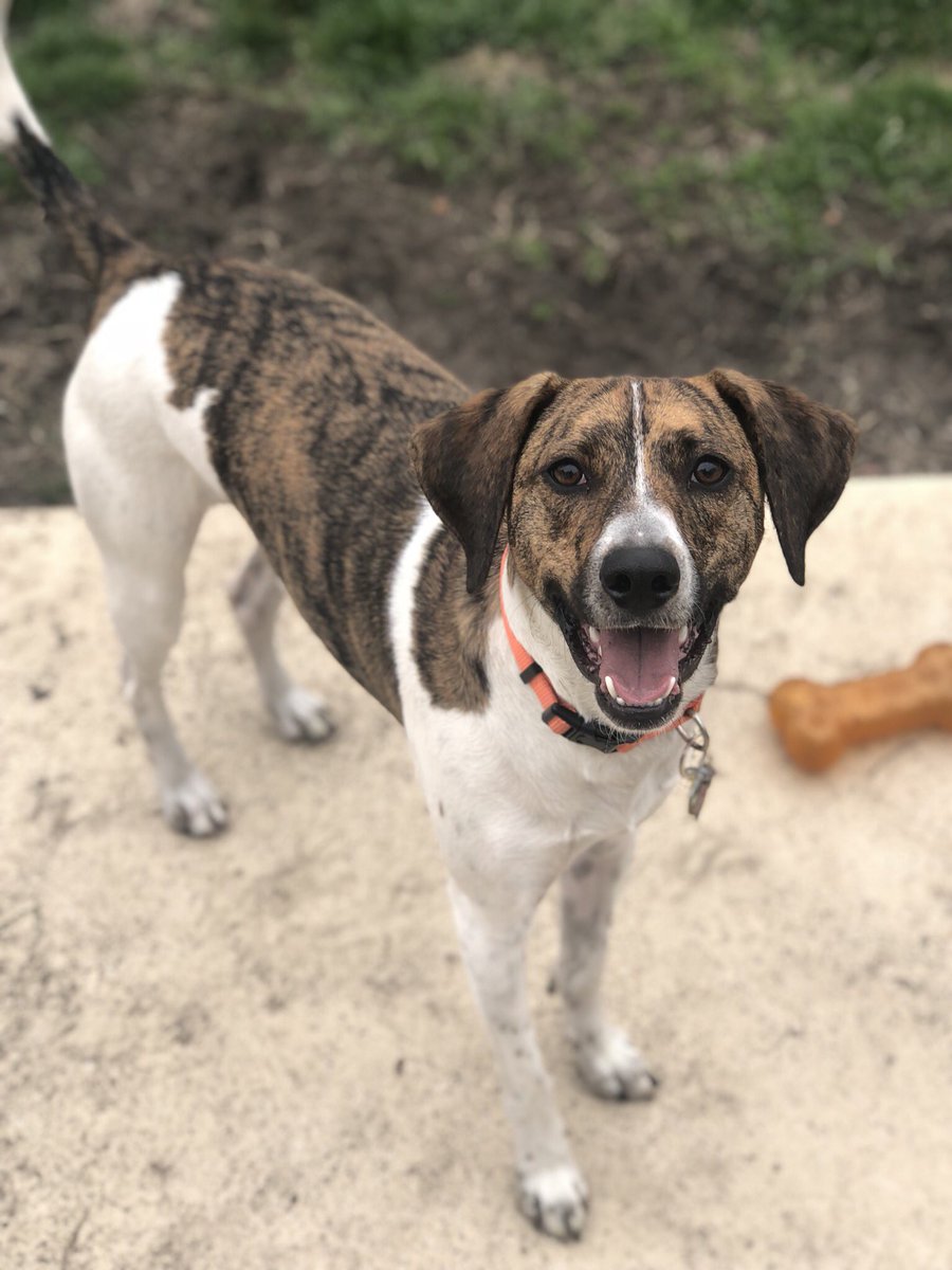 LPod21's tweet photo. My nephew is the cutest. #DogModel #PlotHound #Bronko 🖤🖤 https://t.co/mPpIo6FqMq