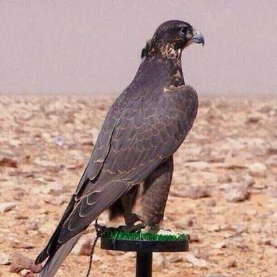 100_Person's tweet photo. #الشعب_دون_سلمان_و_محمد ينتهض #ترند_السعودية https://t.co/M2Z9dZlITy