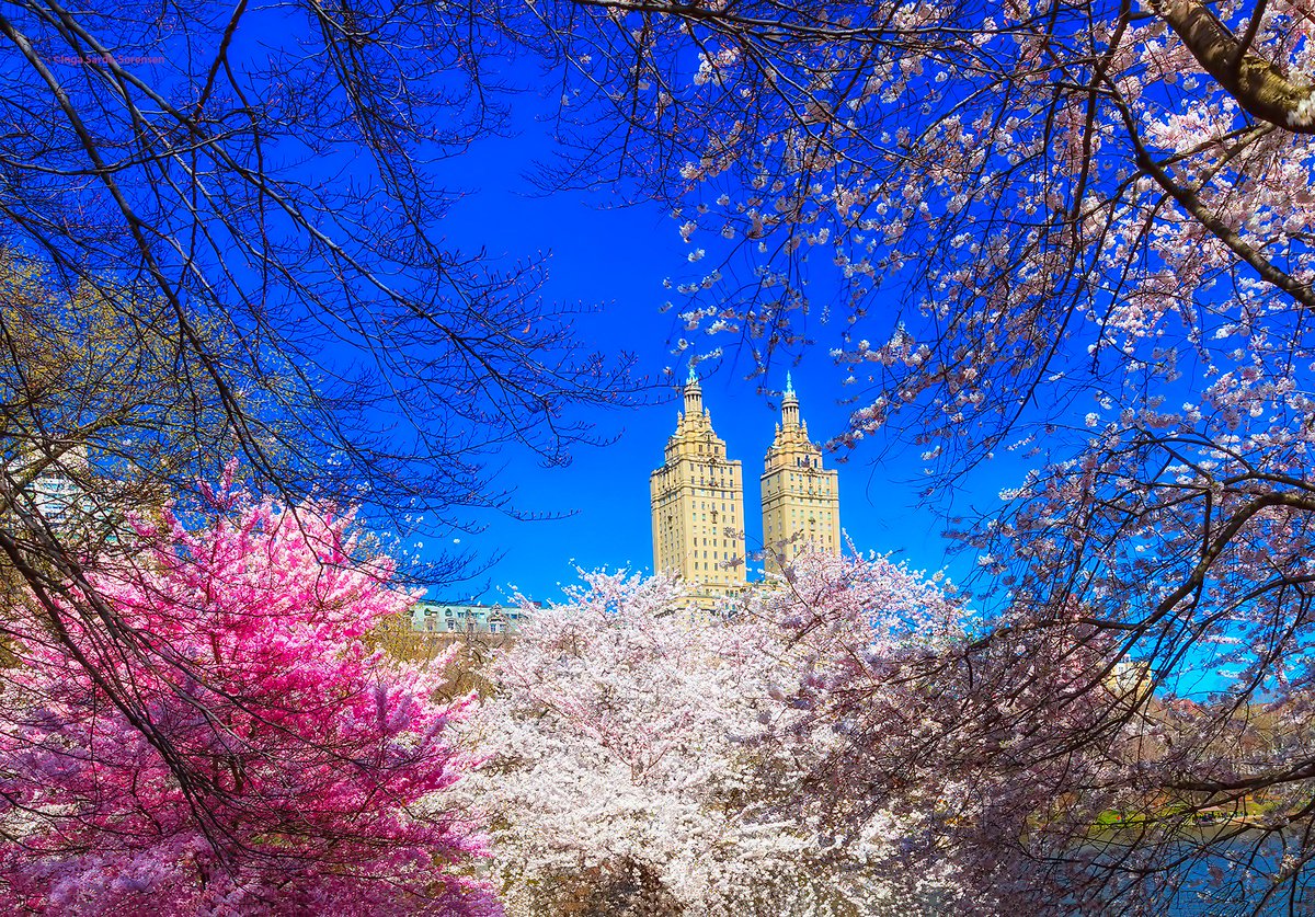 isardasorensen's tweet photo. Beautiful blossoms &amp; blue skies today in #NYC. #NewYork https://t.co/fzLXntQOhL