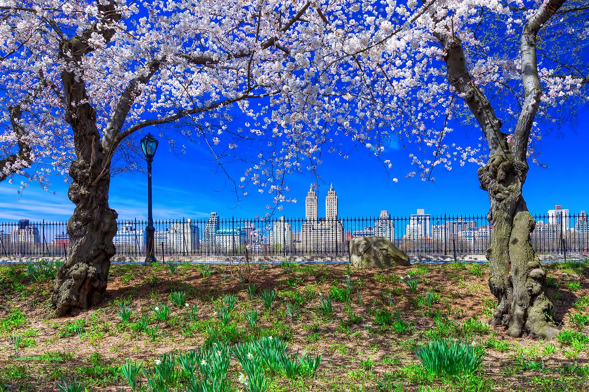 isardasorensen's tweet photo. Beautiful blossoms &amp; blue skies today in #NYC. #NewYork https://t.co/fzLXntQOhL