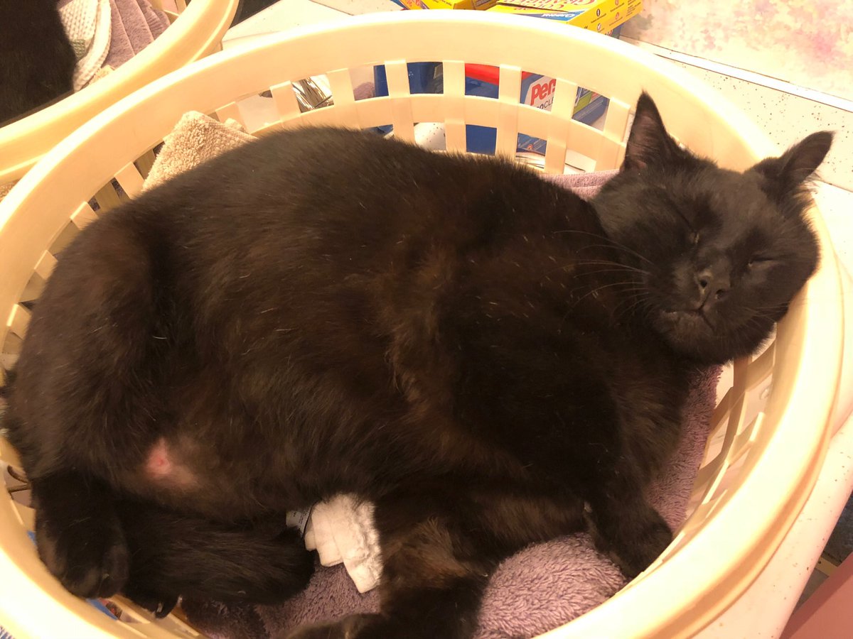 Furrville's tweet photo. Happy #caturday from handsome Ghost who thinks itβs a great day to sleep anywhere...including a laundry basket π±
#meowandwhiskers #wetnosesandlicks #catslife #meow #catsoftwitter #sleepkitty https://t.co/SLkzVx1Udx