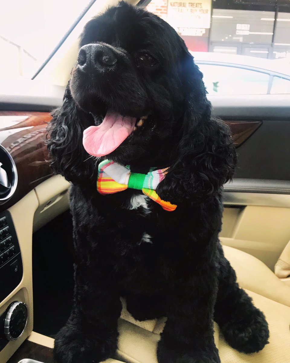 cbj_is_a_okay's tweet photo. I just #FaceTuned my dog’s eye-goop so I could order @Pataltschul pet themed pajamas with his new bow tie pic. Apparently having a Clyde scarf isn’t enough for me. 🤷🏻‍♀️ https://t.co/l5UjCdyiEP