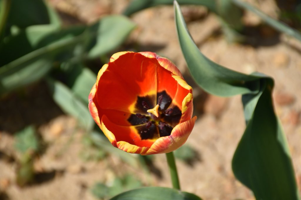 #HollandRidgeFarms #TulipFestival