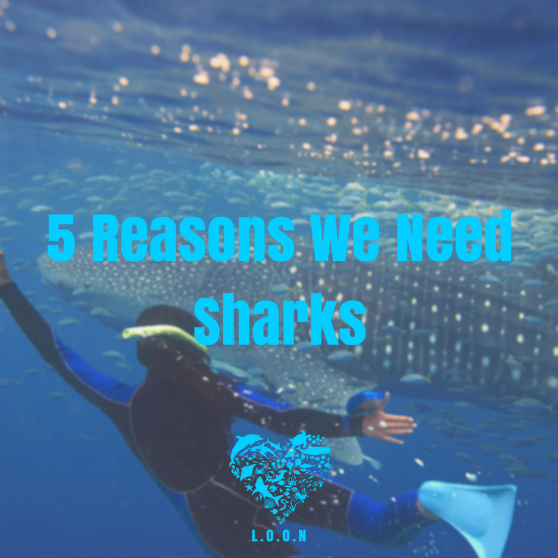 lovingouroceans's tweet photo. 1) Sharks Help Protect Coral Reefs
2) Sharks play a role in mitigating climate change
3) Sharks boost local economies through eco-tourism
4) Sharks help keep ecosystems in check
5) Just because
#sharks #saveouroceans #LOON #lovingouroceansnow #oceans https://t.co/Mzpd7LXimj