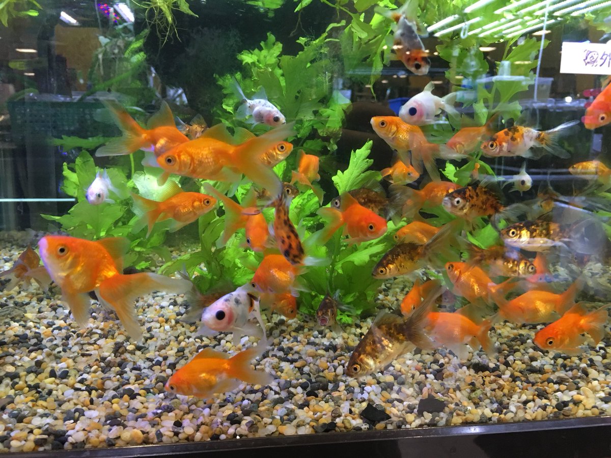 Feedonアクアリウムバス7 18 در توییتر このバランスが良く美しい黒出目金 金魚mixの水槽にいます ベビー水槽でも綺麗な子達います 南千住店
