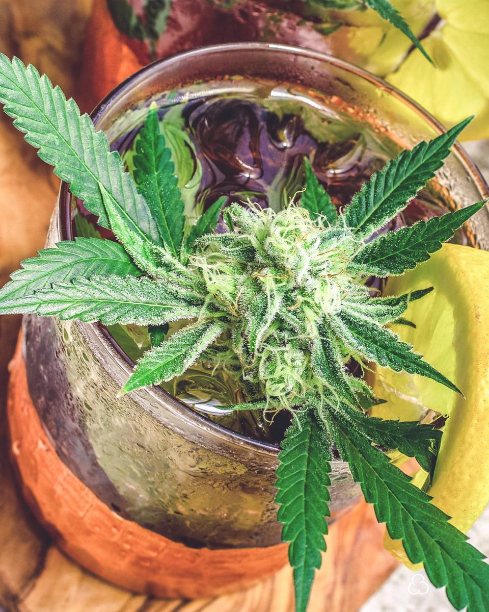 HIGH_TIMES_Mag's tweet photo. Saturday night cocktails. πΉ
π·: #3cFarms https://t.co/ZmltkcUDwk https://t.co/3k6IorpV2r