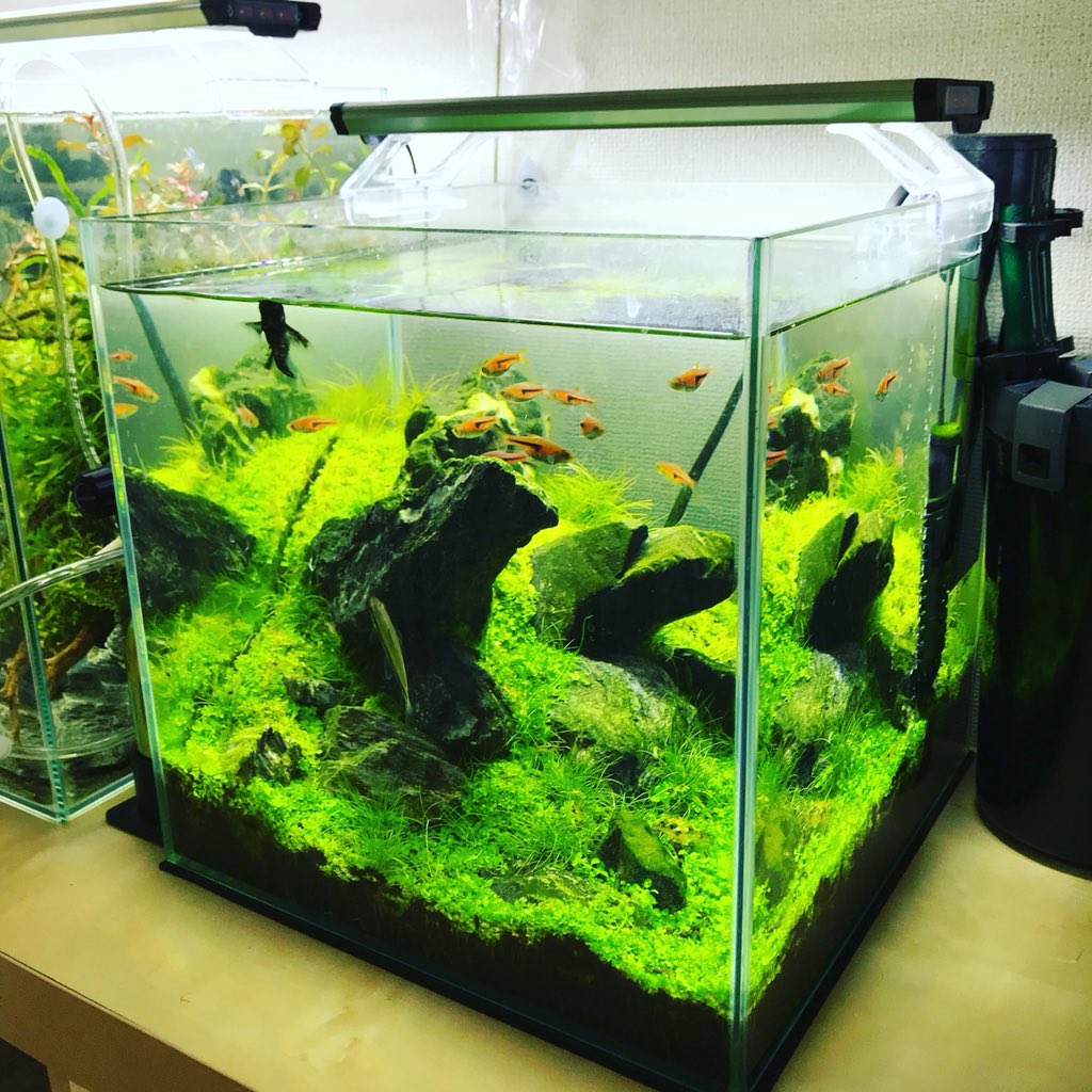 Aqua24 アクアリウム Al Twitter 60cm立ち上げ中の生態の避難場所になってる30cmキューブ 掃除してないからガラス面汚いけど調子は良さげ 30cmキューブ水槽 水草 水草水槽 水草レイアウト アクアリウム 石組みレイアウト ミスト式 T Co Ajdomjzgzz