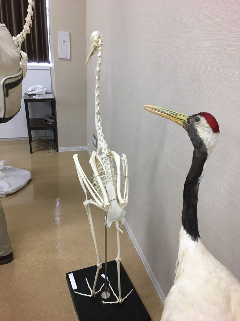 タンチョウヅルの本剥製と骨格 鳥類の頸椎の形態の多様性も中々大きい