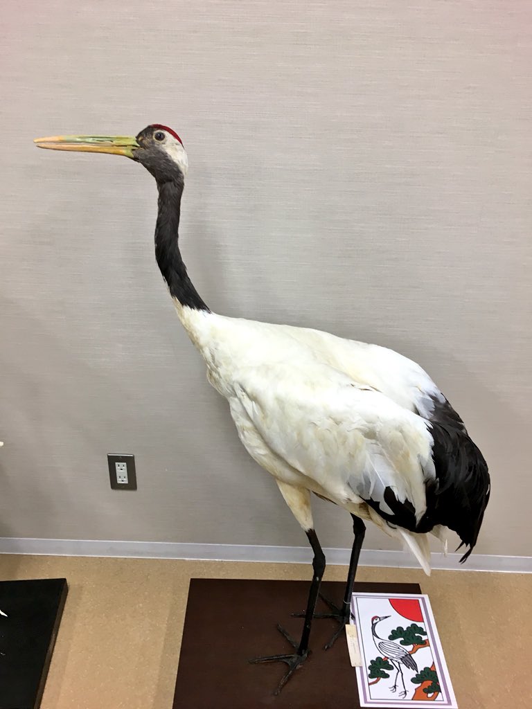 タンチョウヅルの本剥製と骨格 鳥類の頸椎の形態の多様性も中々大きい