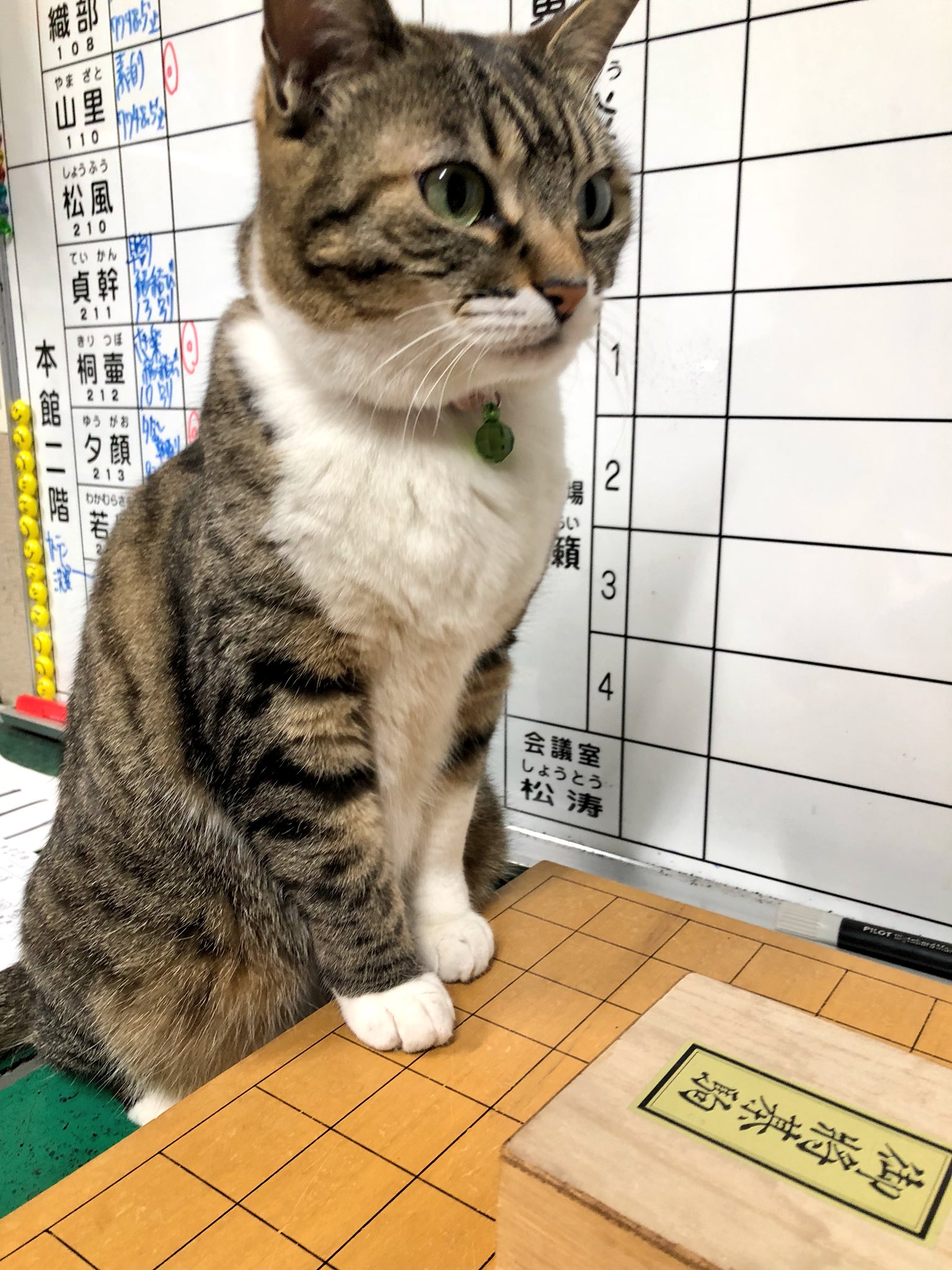 ねこ女将まいちゃん 松伯亭あづま荘 今日は舞鶴山で人間将棋のお祭りにゃ ひふみんとつるの剛士さんが来るので盛り上がってますにゃ まいちゃんも将棋するにゃ ねこ女将まいちゃん 人間将棋 舞鶴山 将棋 猫将棋 ひふみん つるの剛士 天童
