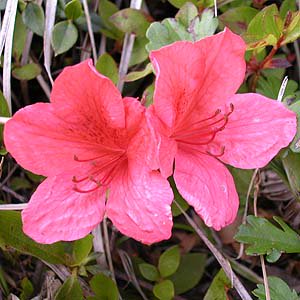 4月22日の誕生花 Twitter Search Twitter 4月22日の誕生花 Twitter Search Twitter