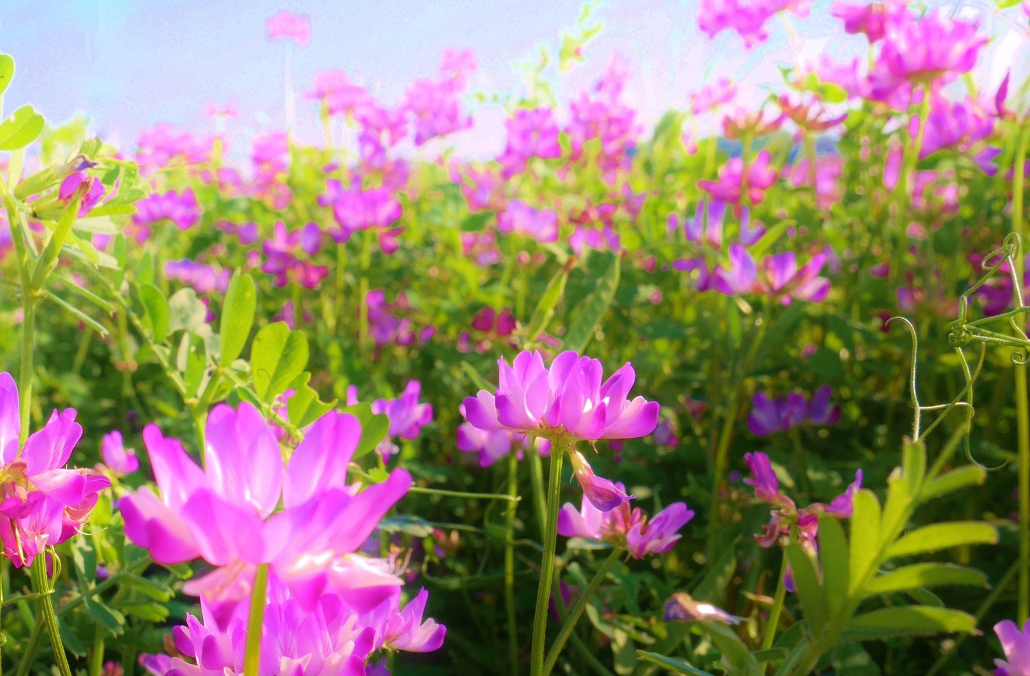 花 さんはtwitterを使っています イマハナ 幸福 色 ﾟ ﾟ ずっと見たかったレンゲ畑 一面 ピンク色に染まっていました レンゲソウ 蓮華草 花言葉 幸福 12時 ﾅｴ T Co Q68xgrxhwo Twitter