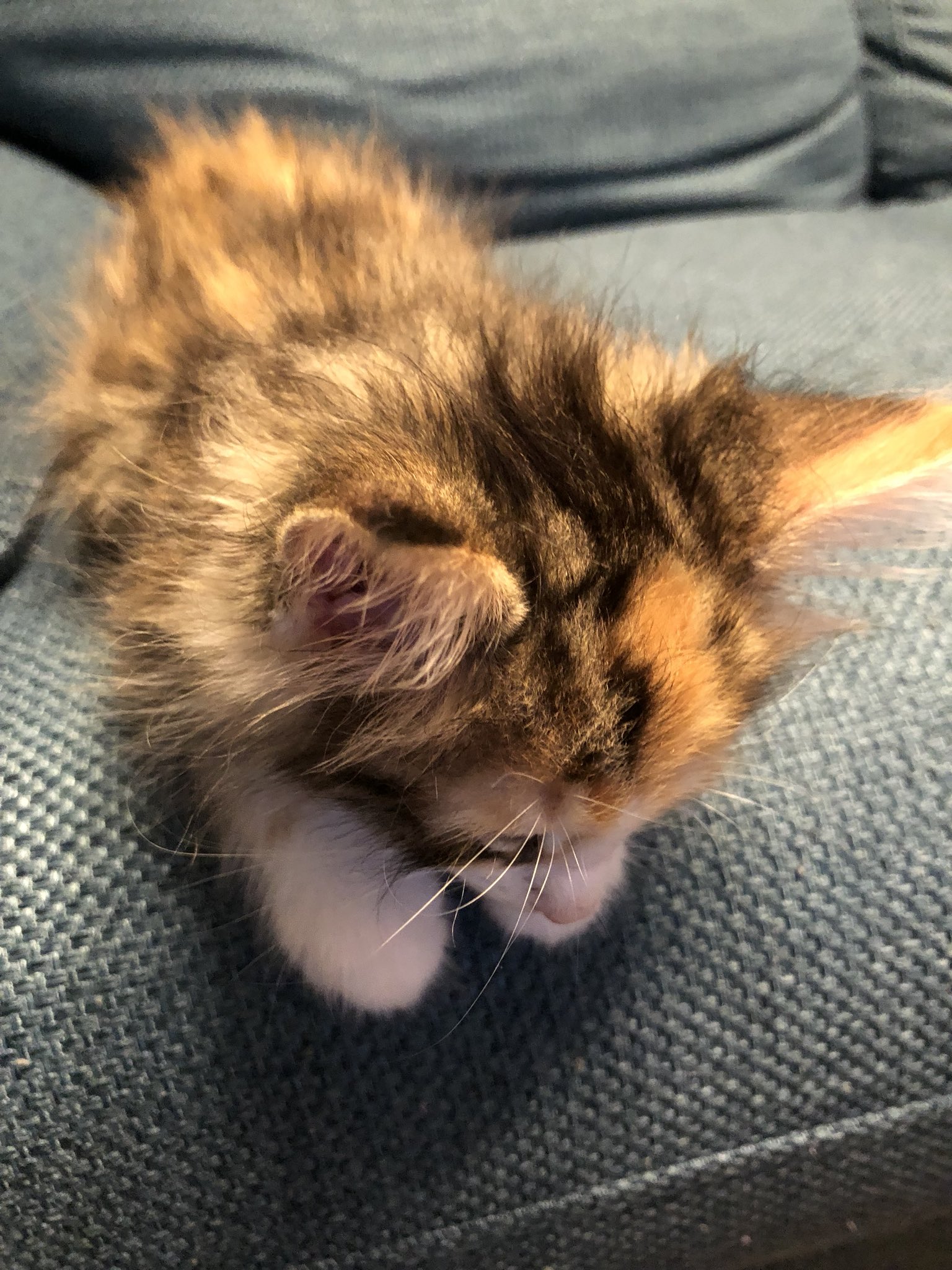 Stylishnoob Twitter ನಲ ಲ ごめん猫 謝る時に Stylishnoob Twitter ನಲ ಲ ごめん猫 謝る時に