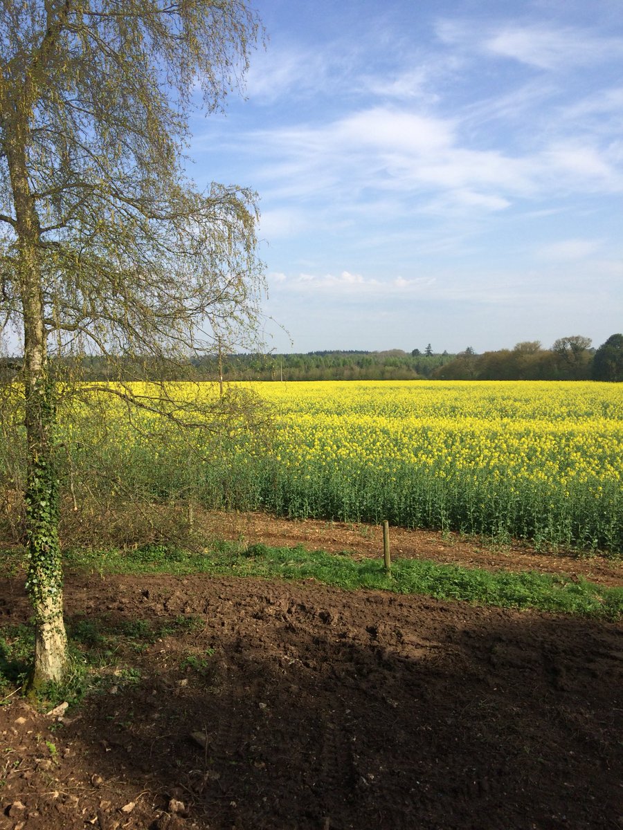 martha_bailey_'s tweet photo. The view from my window this morning. Come and join me for an unplugged singsong with @FolkWeekend #folkfestival today, 12.30 at @StAldatesTavern 🌼 #nofilter #nosirens https://t.co/cGu3WxN9VK