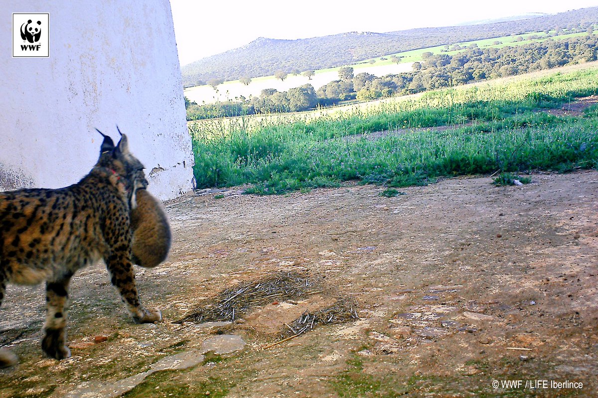 fmartinezarroyo's tweet photo. 🐯Detectada la 1ª camada silvestre de #LinceIbérico en #CastillaLaMancha en 2018. Mesta, liberada en 2016 en CReal, ha tenido 3 cachorros (repite, el año pasado tuvo 2 en estas fechas) 🇪🇺Éxito de Life @iberlinceEU en #CLM consolida a la especie 🌍 Feliz #DíaDeLaTierra I❤️linx https://t.co/HdtnJlcc1D