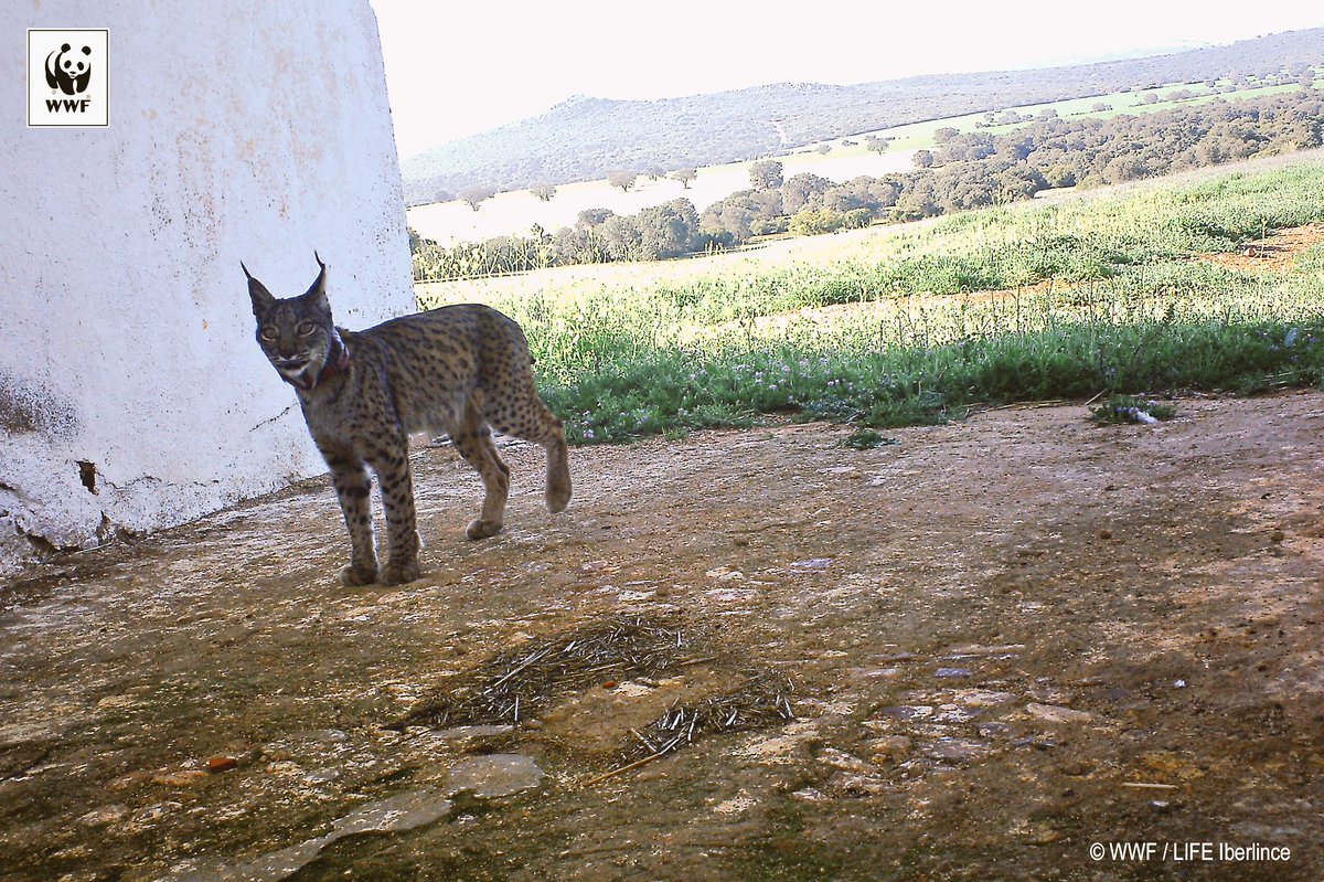 fmartinezarroyo's tweet photo. 🐯Detectada la 1ª camada silvestre de #LinceIbérico en #CastillaLaMancha en 2018. Mesta, liberada en 2016 en CReal, ha tenido 3 cachorros (repite, el año pasado tuvo 2 en estas fechas) 🇪🇺Éxito de Life @iberlinceEU en #CLM consolida a la especie 🌍 Feliz #DíaDeLaTierra I❤️linx https://t.co/HdtnJlcc1D