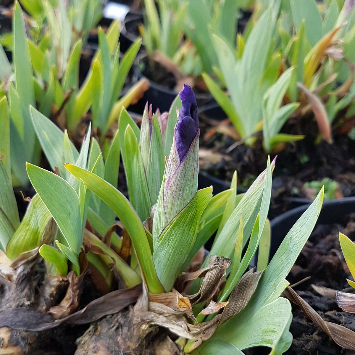 Just noticed this under my feet doing the watering this morning.  Iris Blue Pigmy 
#gardening #planthunter #plantsforliving #iris #perennials