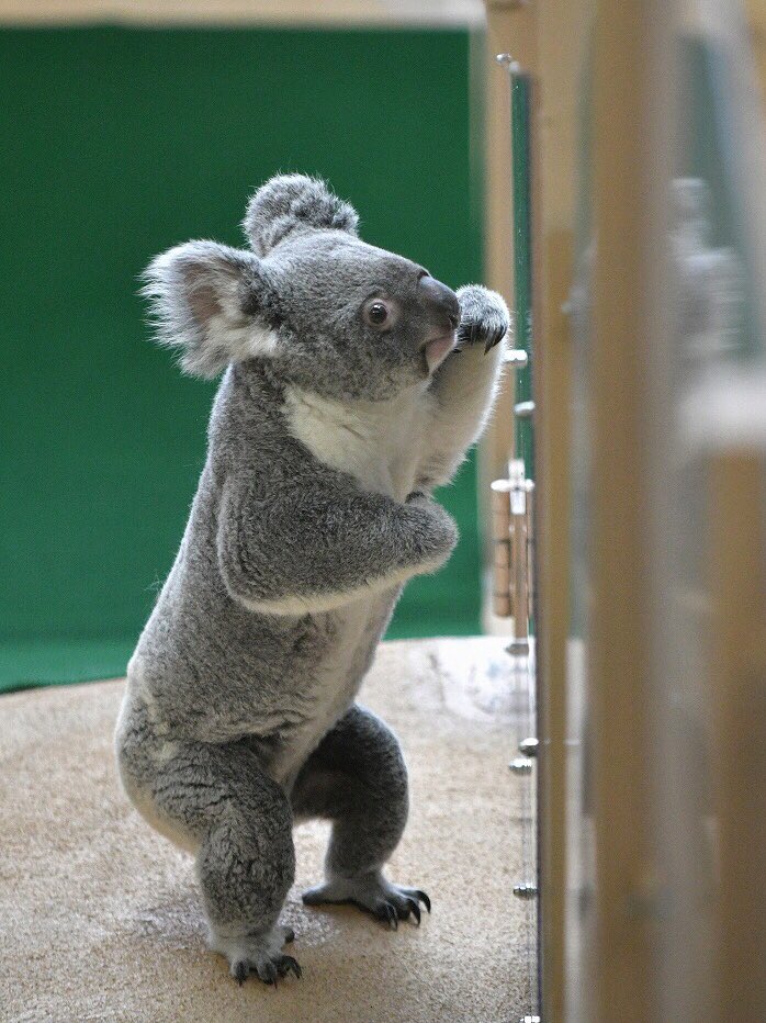 都築英哲 金沢動物園で暮らすコアラ ユイ 思い出したかのように甘えん坊になる日が時々あって そんな日はあまり眠らない ユーカリ交換の少し前からそわそわそわそわ 大好きな飼育係さん 大好きな飼育係さんの肩 大好きなコアラ ユイ 都築英哲 金沢動物園で暮らすコアラ ユイ 思い出したかのように甘えん坊になる日が時々あって そんな日はあまり眠らない ユーカリ交換の少し前からそわそわそわそわ 大好きな飼育係さん 大好きな飼育係さんの肩 大好きなコアラ ユイ