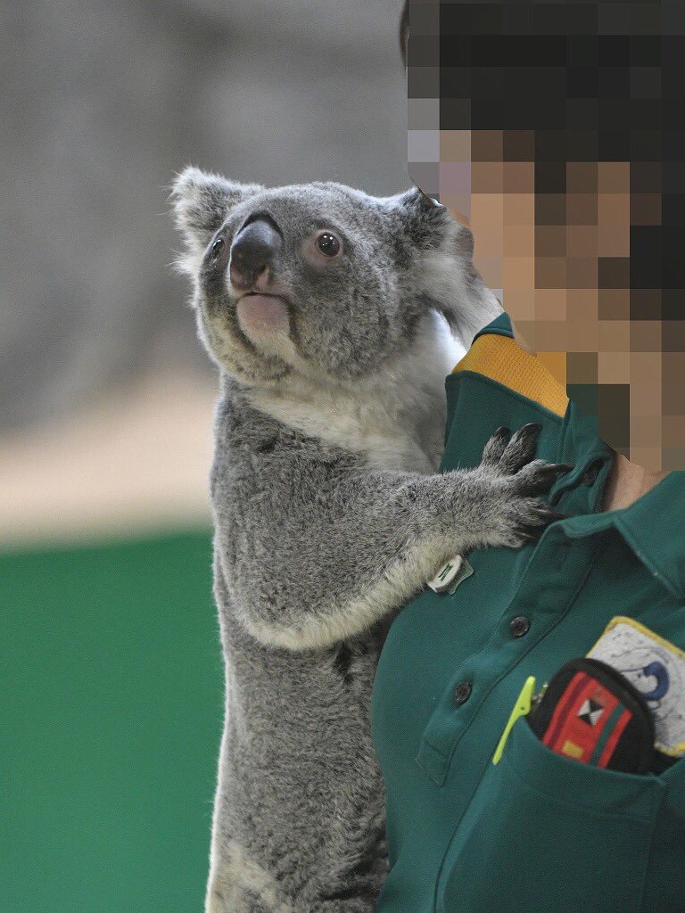 都築英哲 No Twitter 金沢動物園で暮らすコアラ ユイ 思い出したかのように甘えん坊になる日が時々あって そんな日はあまり眠らない ユーカリ交換の少し前からそわそわそわそわ 大好きな飼育係さん 大好きな飼育係さんの肩 大好きなコアラ ユイ 都築英哲 No Twitter 金沢動物園で暮らすコアラ ユイ 思い出したかのように甘えん坊になる日が時々あって そんな日はあまり眠らない ユーカリ交換の少し前からそわそわそわそわ 大好きな飼育係さん 大好きな飼育係さんの肩 大好きなコアラ ユイ