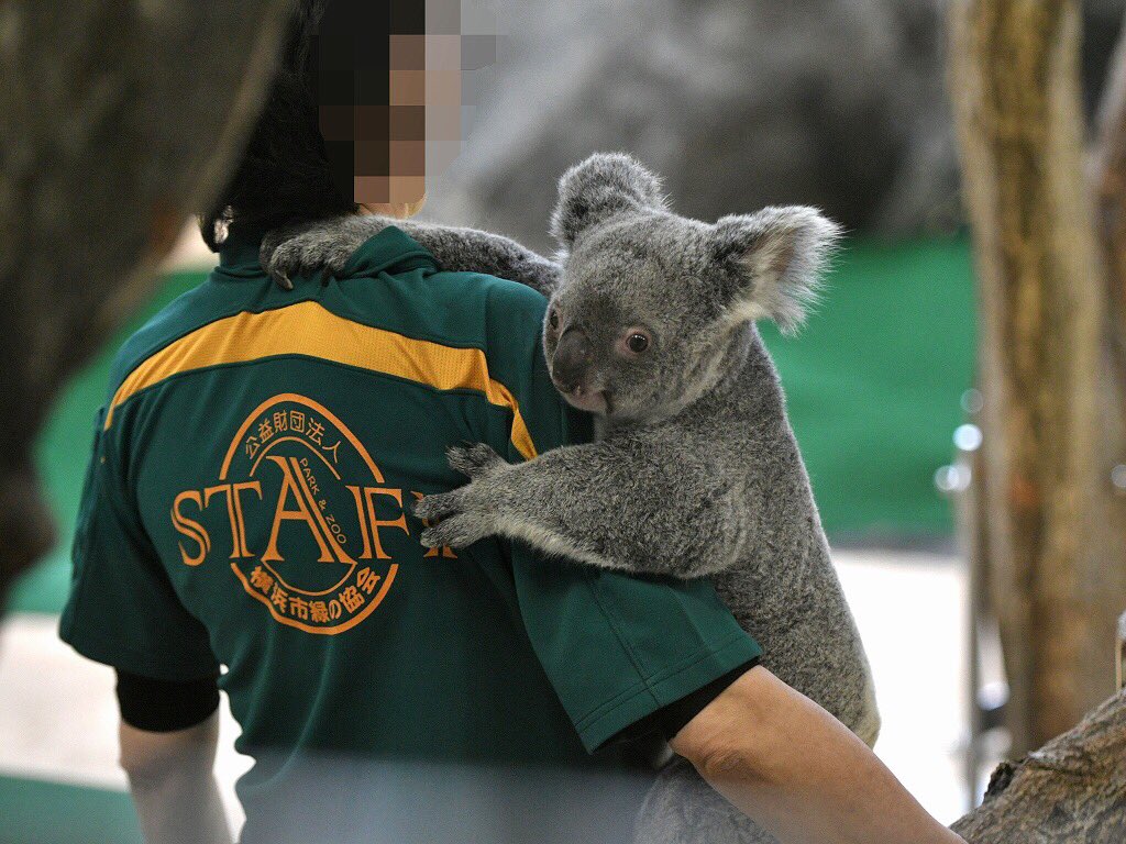 都築英哲 金沢動物園で暮らすコアラ ユイ 思い出したかのように甘えん坊になる日が時々あって そんな日はあまり眠らない ユーカリ交換の少し前からそわそわそわそわ 大好きな飼育係さん 大好きな飼育係さんの肩 大好きなコアラ ユイ 都築英哲 金沢動物園で暮らすコアラ ユイ 思い出したかのように甘えん坊になる日が時々あって そんな日はあまり眠らない ユーカリ交換の少し前からそわそわそわそわ 大好きな飼育係さん 大好きな飼育係さんの肩 大好きなコアラ ユイ