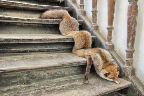 CrapTaxidermy's tweet photo. When you're hungover and you have to get out of bed to find water... https://t.co/PvW2R43xeT