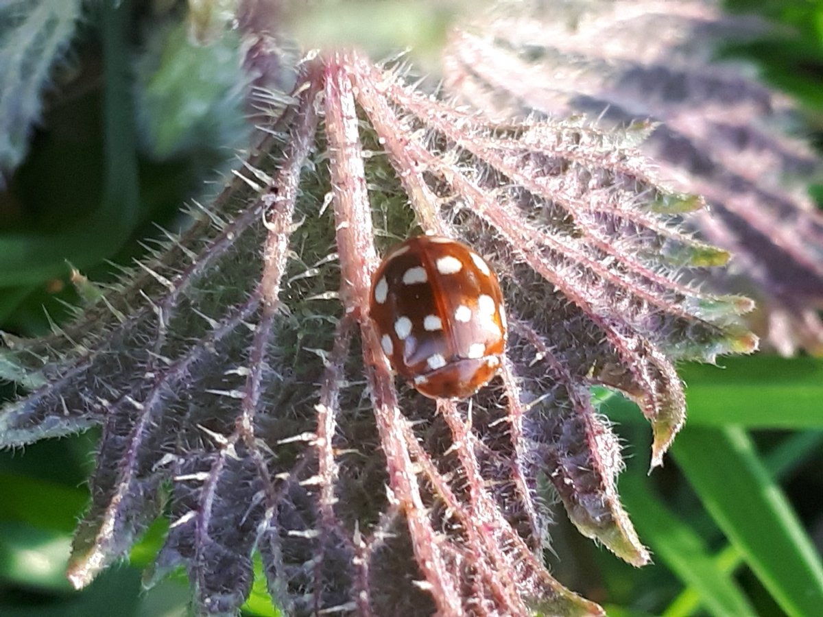 OrlaLeyden's tweet photo. Earth Day 2018 #roscommon
Love our pollinators...Bees and others including this ladybird on underside of nettle, #Castlecoote #suckvalleyway
Castlecoote Tidy Towns Bee Pollinator workshop 9th June 11 a.m. Community Centre with support of @BioDataCentre Ireland & @roscommoncoco https://t.co/rGbodnibJk