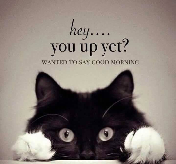 Lailahope3's tweet photo. Good morning to you https://t.co/VJ5J67FlXd