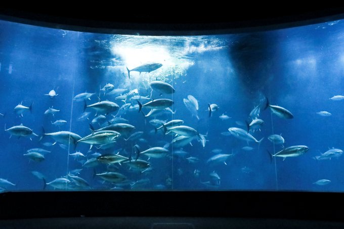 東京都内の水族館 安い順に 最安値を調査 リラウタ