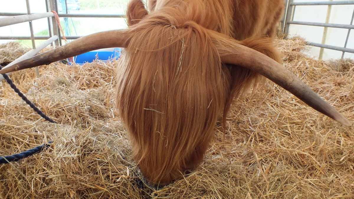 Cowpie Country Show tweet media