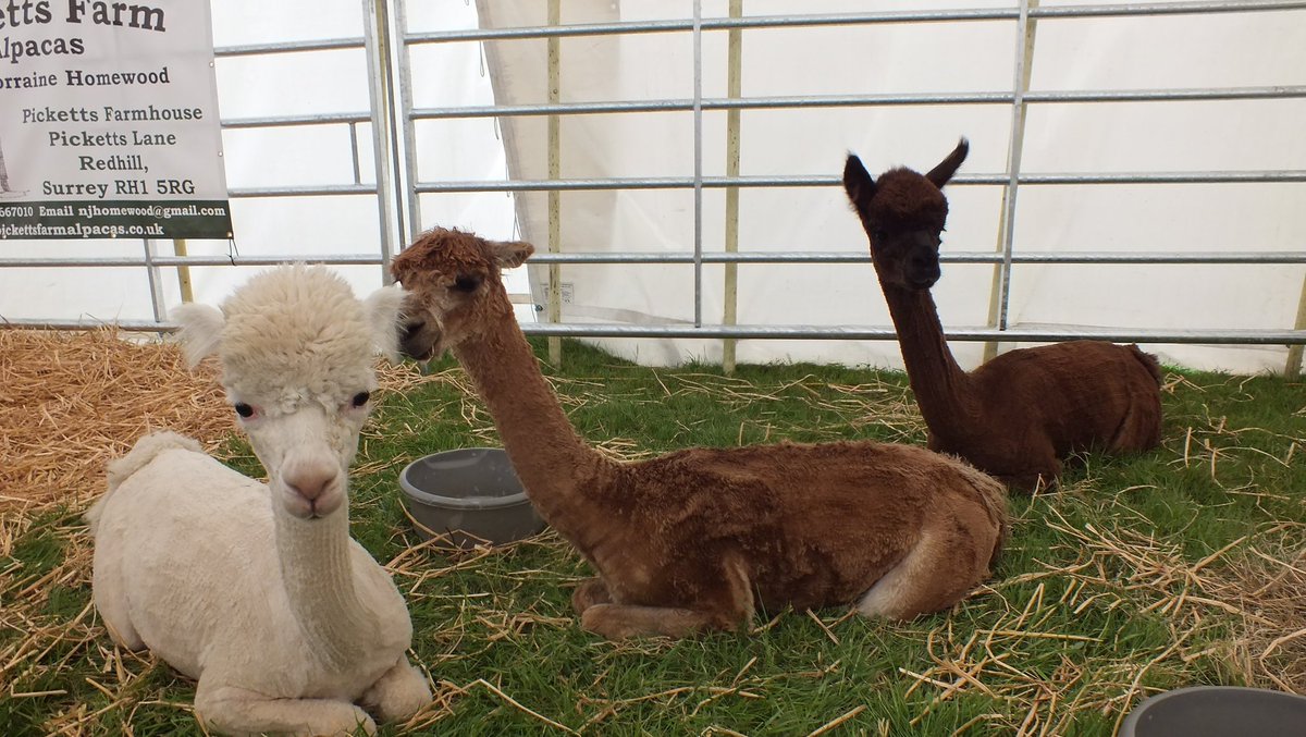 Cowpie Country Show tweet media