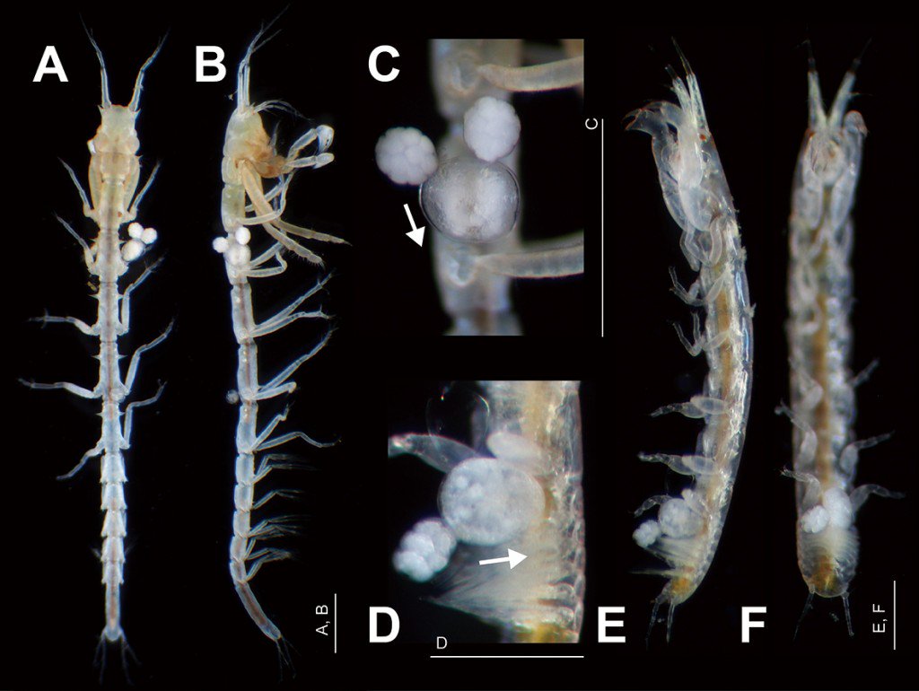 鷲宮ほうき on Twitter