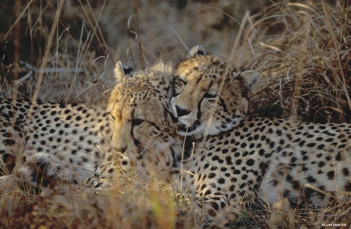 PantheraCats's tweet photo. Happy #EarthDay! Will you #actforcats today? https://t.co/eCpTTwB9oG #cheetah #bigcats https://t.co/uP4Yg4PhfL