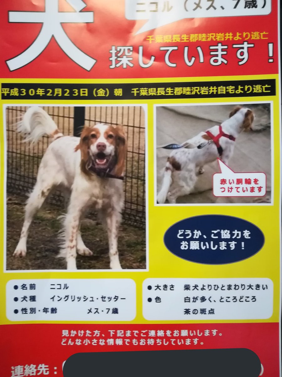 もふもふ の魔物 9 30ぱらいそ Twitterissa 皆様 今朝うちのポストに入っていたんだけど 新聞広告に個人がカラー印刷入れる程飼い主さん必死みたいだからできるだけたくさん拡散お願いしますー イタズラ電話予防のため 情報は私にお願いします ﾍﾟｺｯ