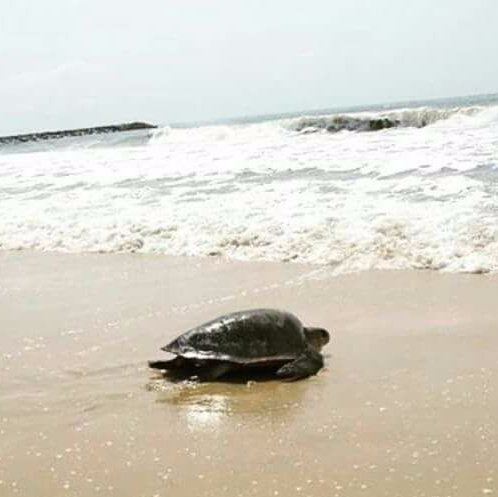 felabayomi's tweet photo. Every day is #EarthDay.  #MayEarthLive. 
#ReducePlasticPollution
#AdoptALocalVolunteer
#BeWildlifeFriendly 
#BeOceanFriendly
#CleanLagosLagoon 
#AriyikeSeaTurtles
#AriyikeTours 
Wild Animals Deserve to Live Free, Safe and Wild. https://t.co/vLpFiMPtOJ