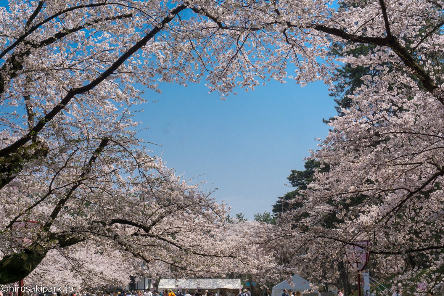 弘前公園 در توییتر 弘前公園の桜のハートも 見頃となっています 弘前さくらまつり 弘前公園 桜 さくら Sakura Hirosaki Park