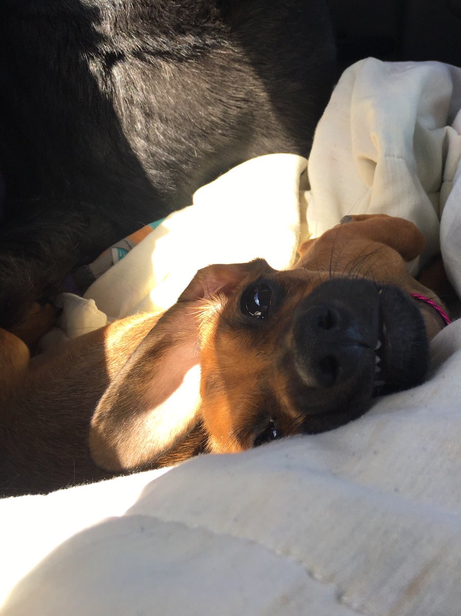 busyybbee's tweet photo. @KahleebDoett i love bat dogs https://t.co/3rrCkC9v4l