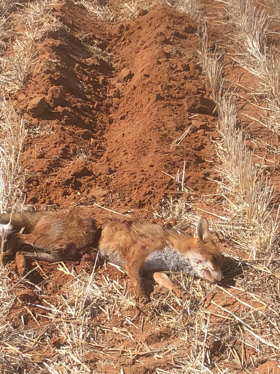 I’m pretty sure old mate wasn’t expecting to be ripped out of his hole by a tine