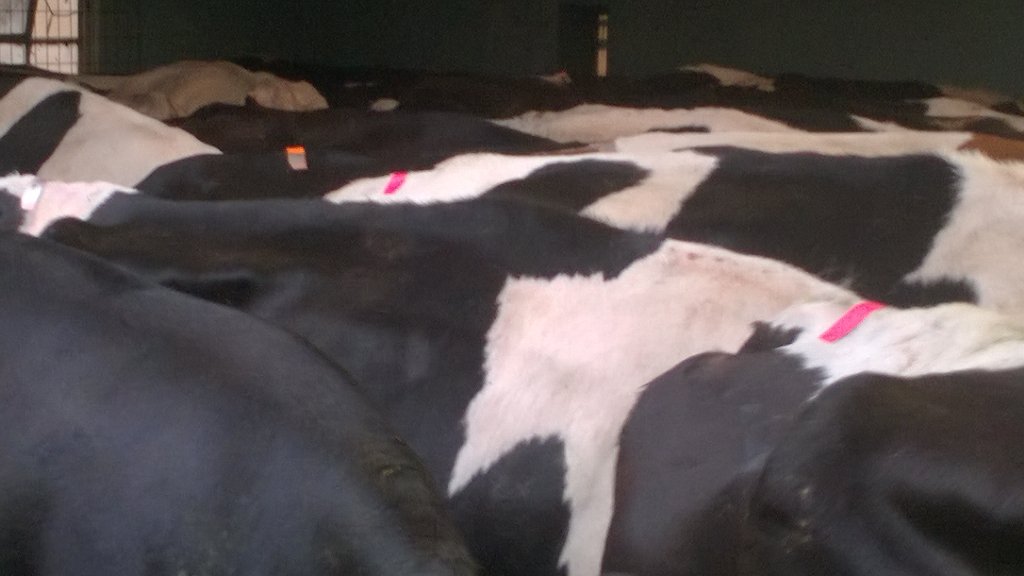 Cows showing plenty of strong heats,pre bulling.T minus 7days before we start AI👍 <a href="/grasslands_uk/">Grasslands</a>