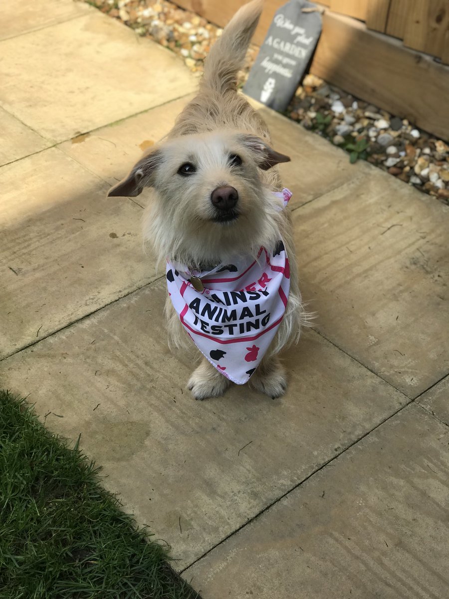 RebeccasStyle's tweet photo. Dylan is 💯 against animal testing @TheBodyShopUK doesn’t he look so cute in his bandana #ForeverAgainstAnimalTesting #FAAT #signthepetition #stoptestingonanimals https://t.co/jkxhOUzCp5